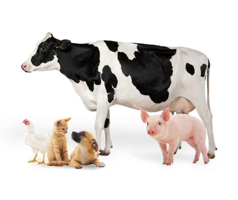 Hero Productos Sanfer - Productos para animales de compañía