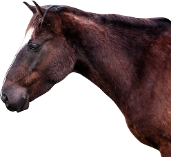 Hero Productos Sanfer - Productos para animales de compañía