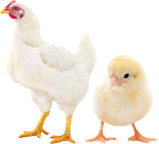 Hero Productos Sanfer - Productos para las aves