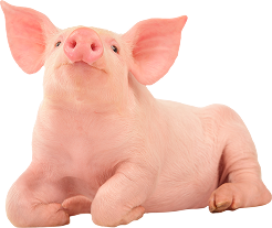 Hero Productos Sanfer - Productos para porcinos