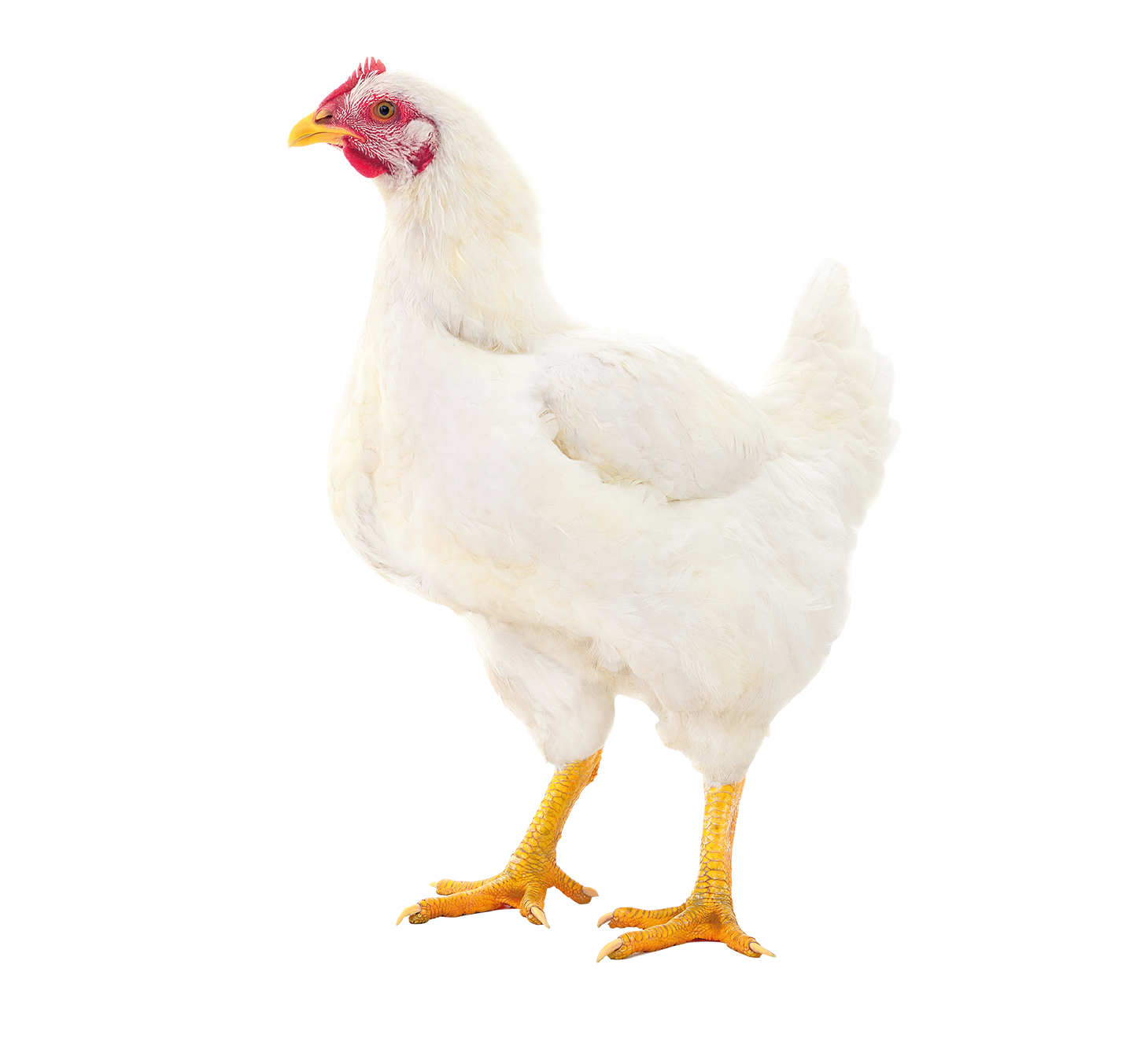 POLLITA REPRODUCTORA LIGERA. HUEVO FÉRTIL.