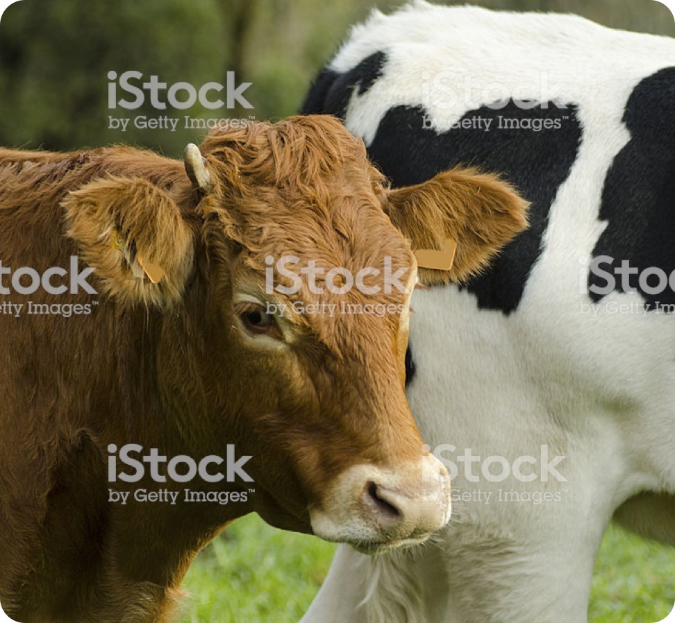 11va. Feria de Proveedores, Cooperativa de Consumo Ganaderos de Tabasco