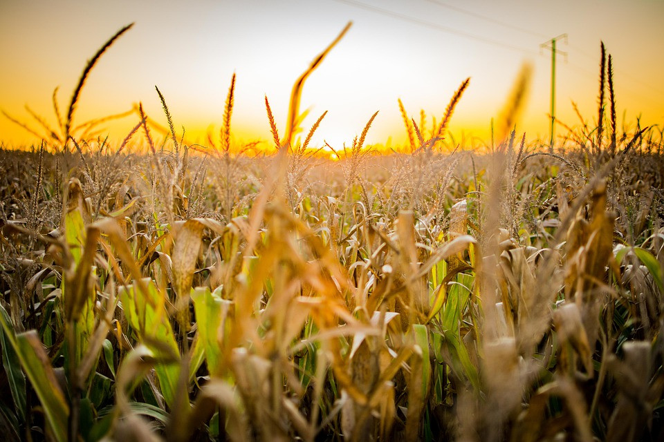 ¿Qué genera el consumo de Zearalenona en animales?