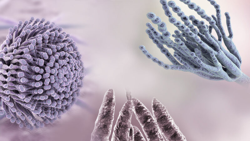 Prevalencia de Fusariotoxinas en estados productores de carne de cerdo durante el año 2018.