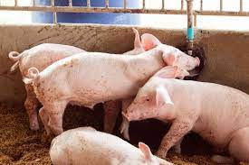 Estrategias actuales para el control de la diarrea epidémica porcina en México.