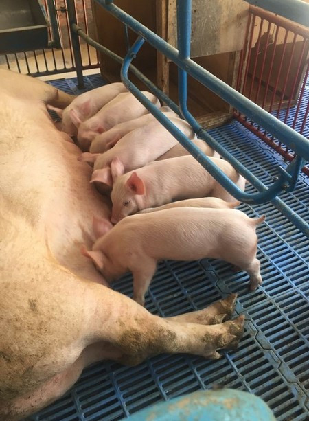 Inmunoglobulinas orales como estrategia para controlar cuadros clínicos asociados a diarreas en cerdos