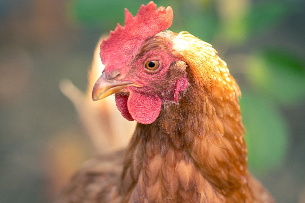 Respuesta inmune humoral y protección ante un desafío de aves alpes® vacunadas con productos trivalentes y bivalente de coriza infecciosa aviar