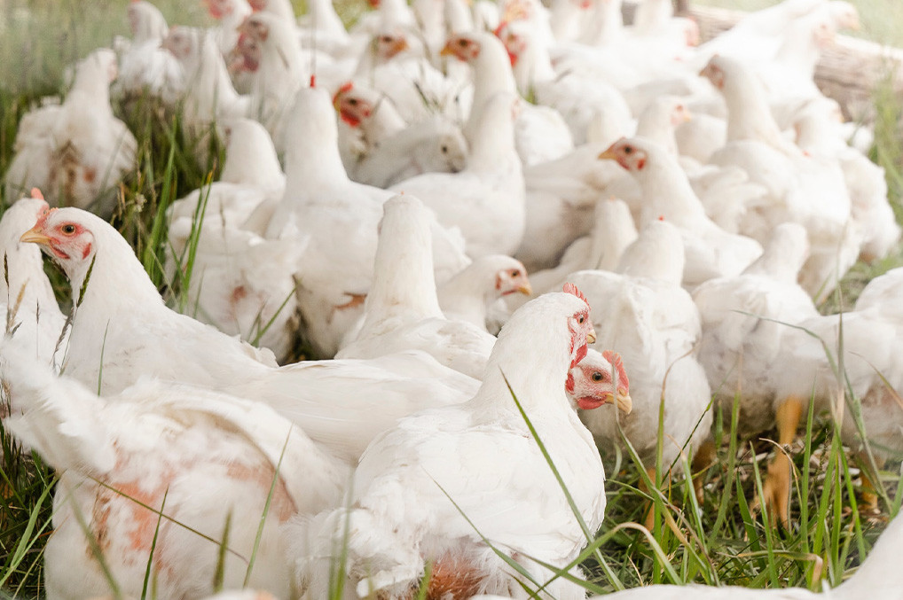 Herramientas diagnósticas para influenza aviar