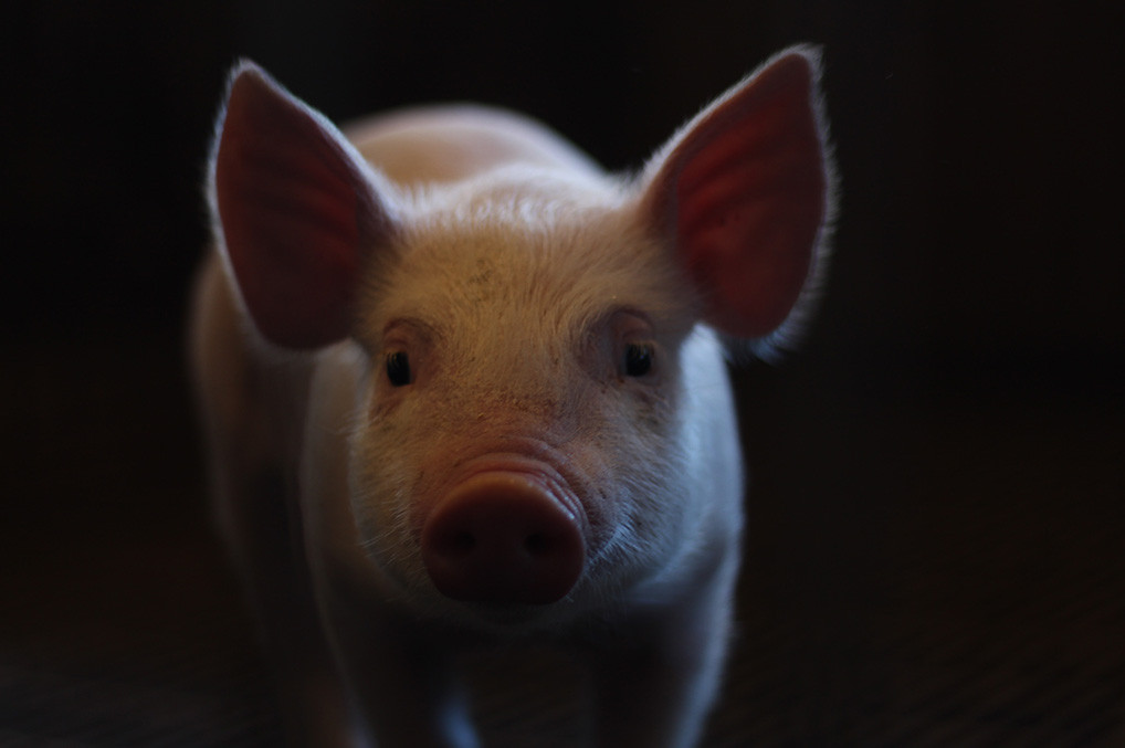 Inmunoglobulinas de origen aviar de uso oral, un tratamiento alterno con gran efectividad