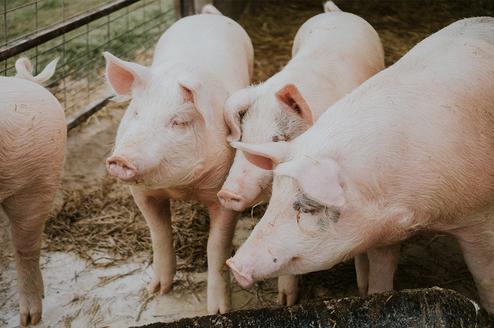 Aspectos clave en el control de Streptococcus suis: inmunización y susceptibilidad microbiológica