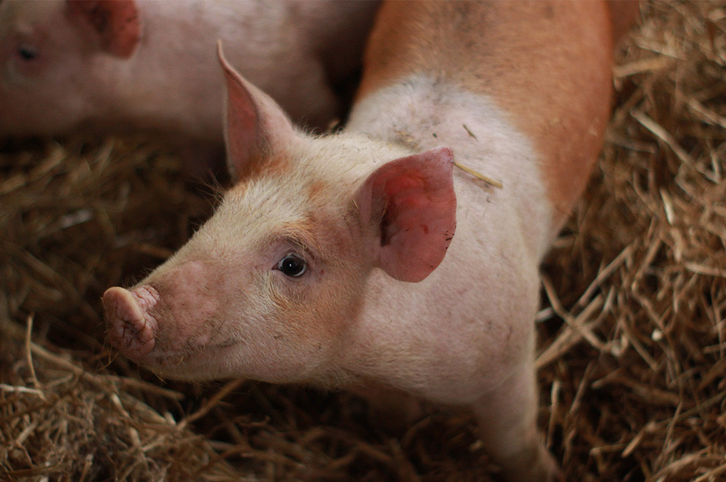Enfermedad de Glässer: un problema de carácter mundial