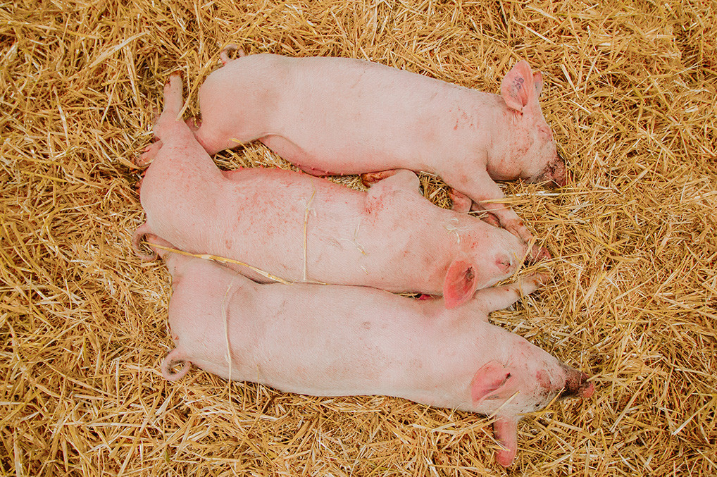 Escenarios de la respuesta inmune e interpretación de resultados sobre Actinobacillus pleuropneumoniae