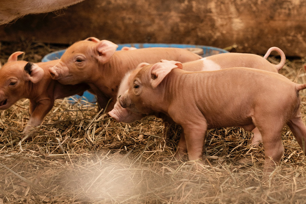 Situación actual de la contaminación por micotoxinas en la alimentación de los cerdos en la región Occidente de México