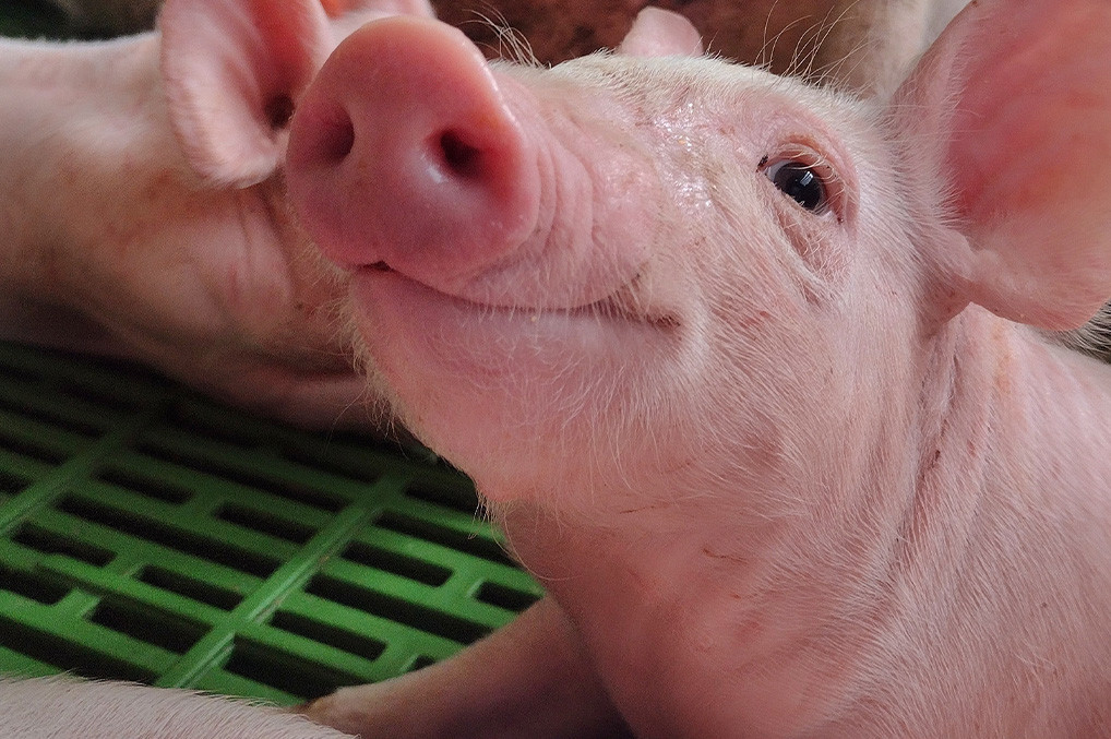 Estrategia integral para el manejo de Actinobacillus pleuropneumoniae en granjas porcinas.