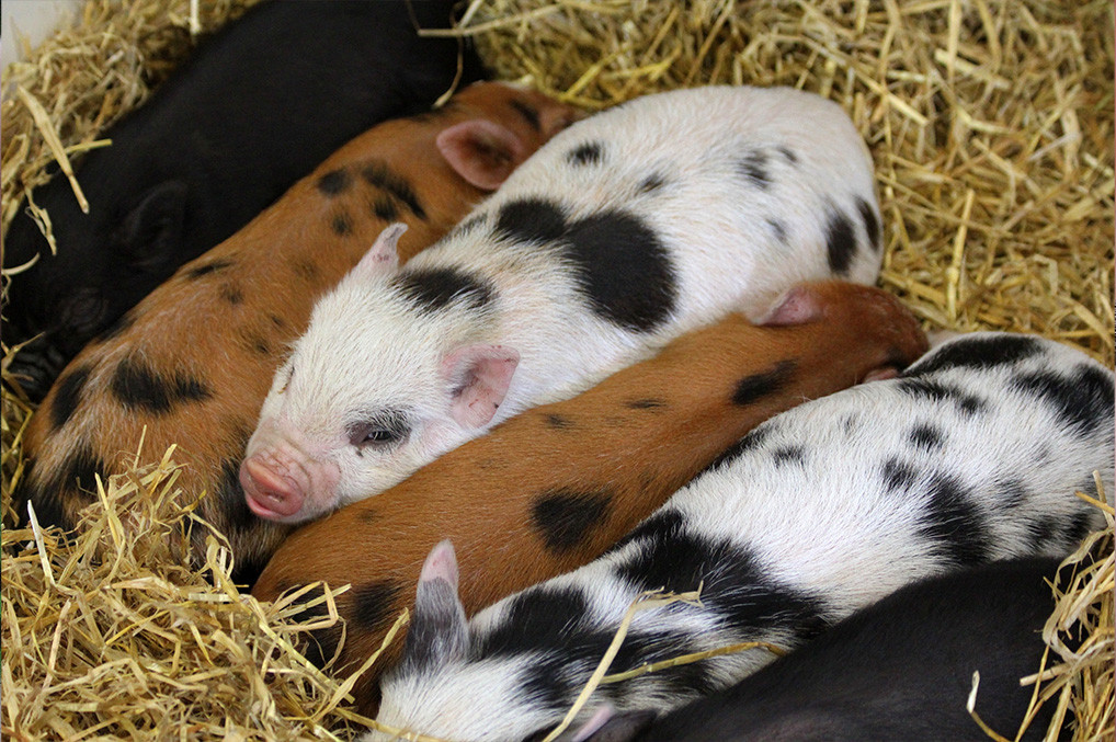 Evaluación de la protección conferida con INMUNOPRRS®, para el control de PRRS