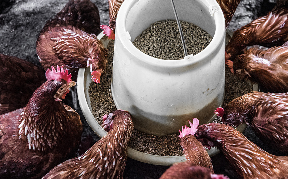 Aminas biogénicas en alimentos para consumo humano y animal