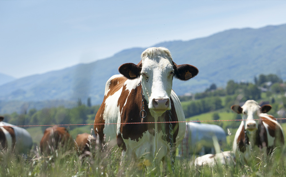 Urea en alimentos balanceados