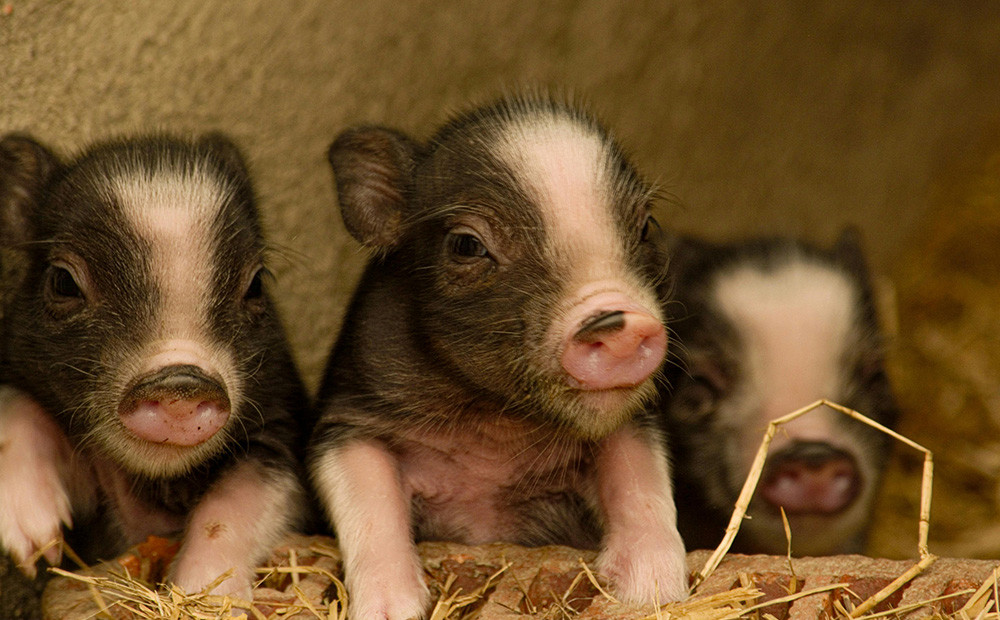 El Síndrome Reproductivo y Respiratorio Porcino (PRRS)