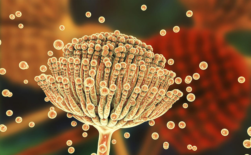 Biomarcadores por LC-MS/MS:  medida de la exposición de micotoxinas y sus metabolitos en fluidos biológicos.