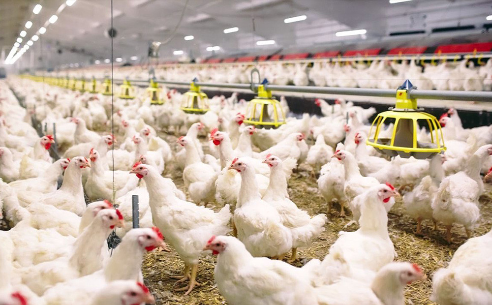 La Bioseguridad como herramienta de prevención