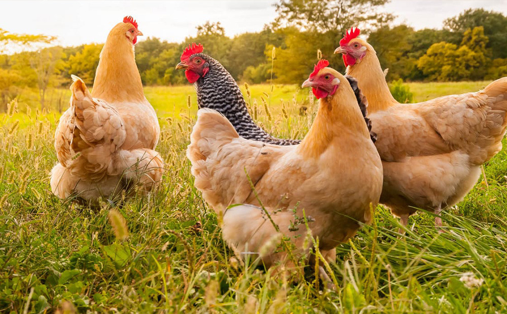 Enfermedades infecciosas por agentes bacterianos