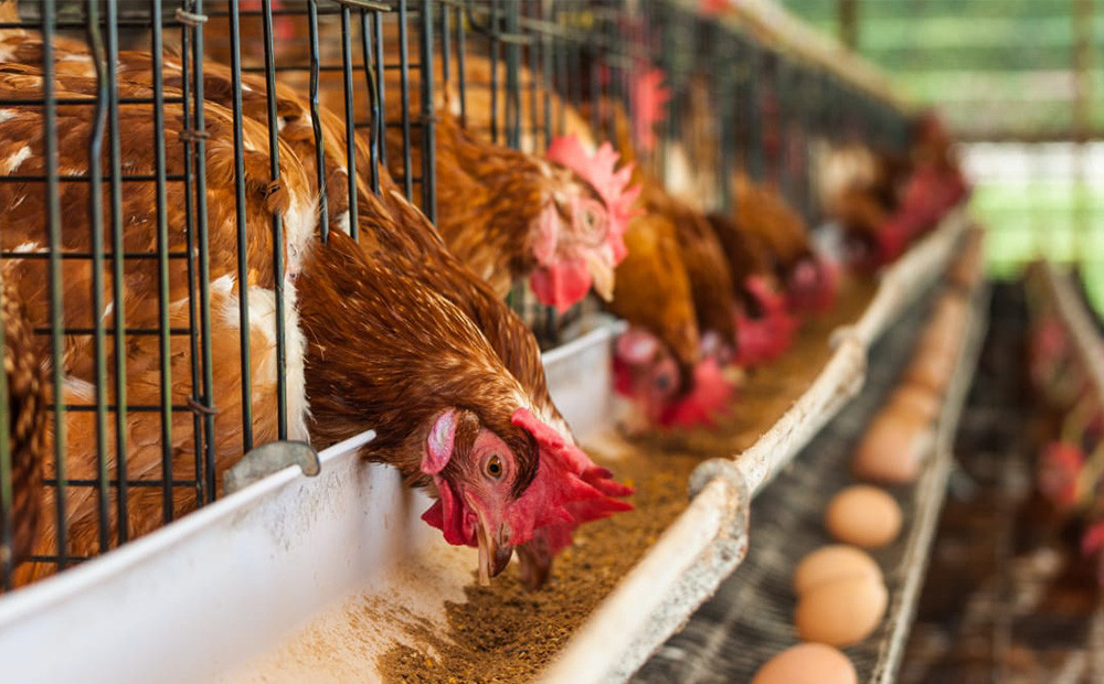 Bronquitis infecciosa aviar