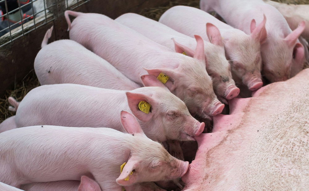 Vigilancia epidemiológica de PRRS a través de fluidos orales, ventajas y desventajas.