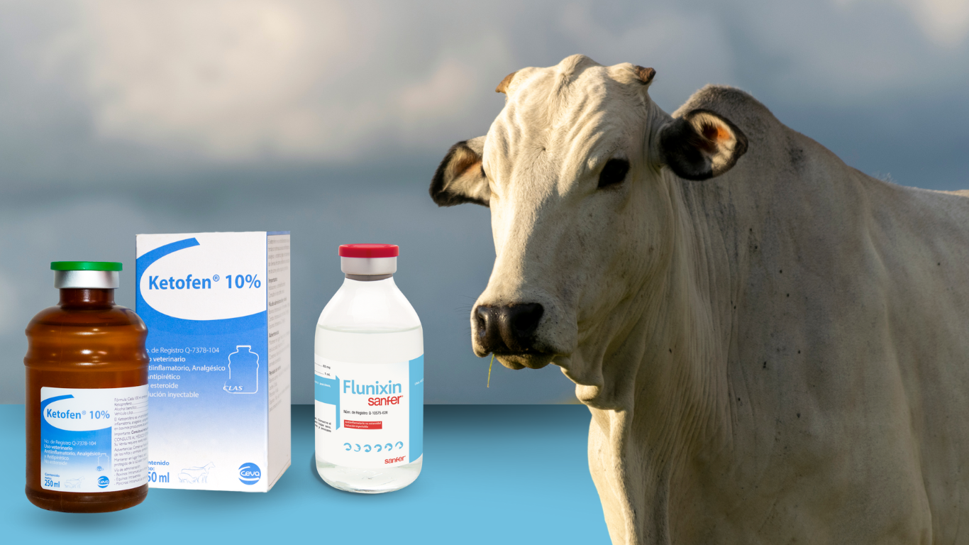 Los AINES, aliados estratégicos en el combate de la inflamación.