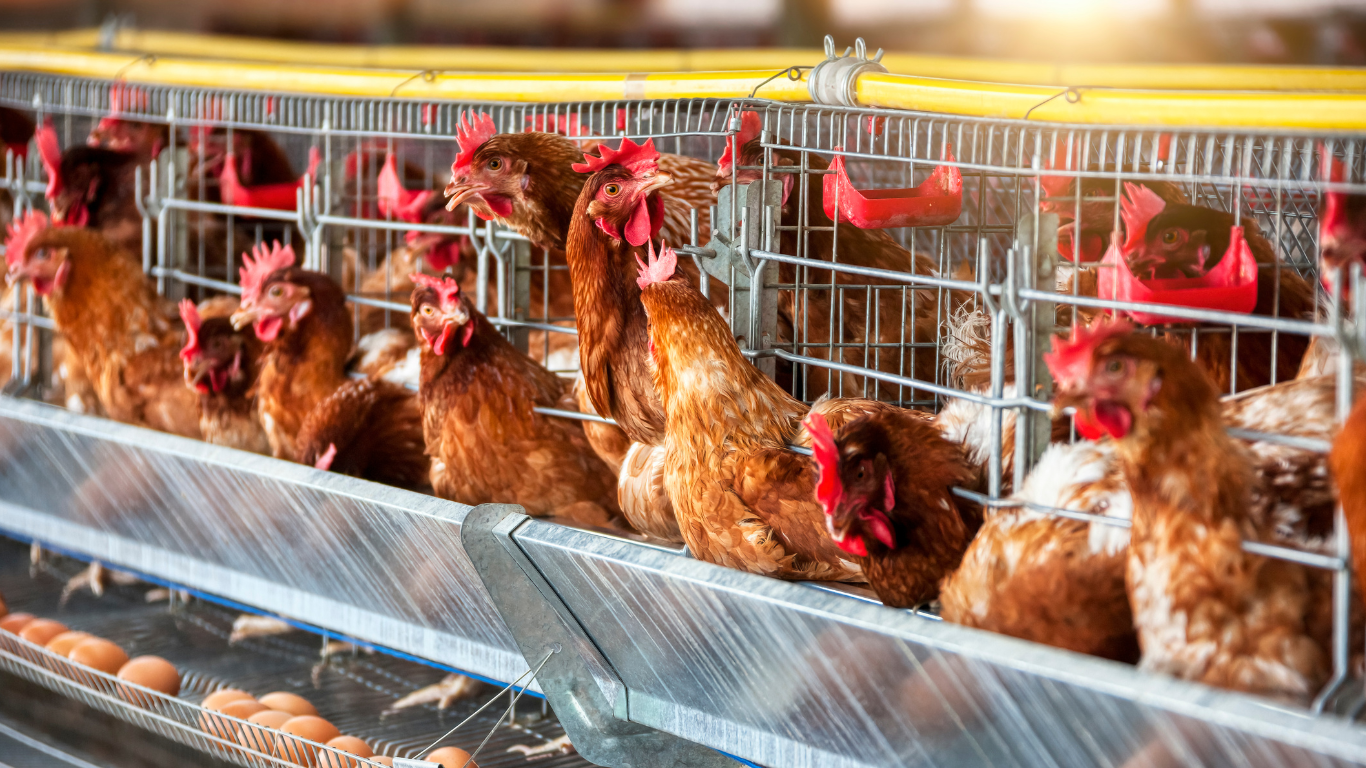 SALINOMICINA EN ALIMENTO BALANCEADO PARA POLLO DE ENGORDA