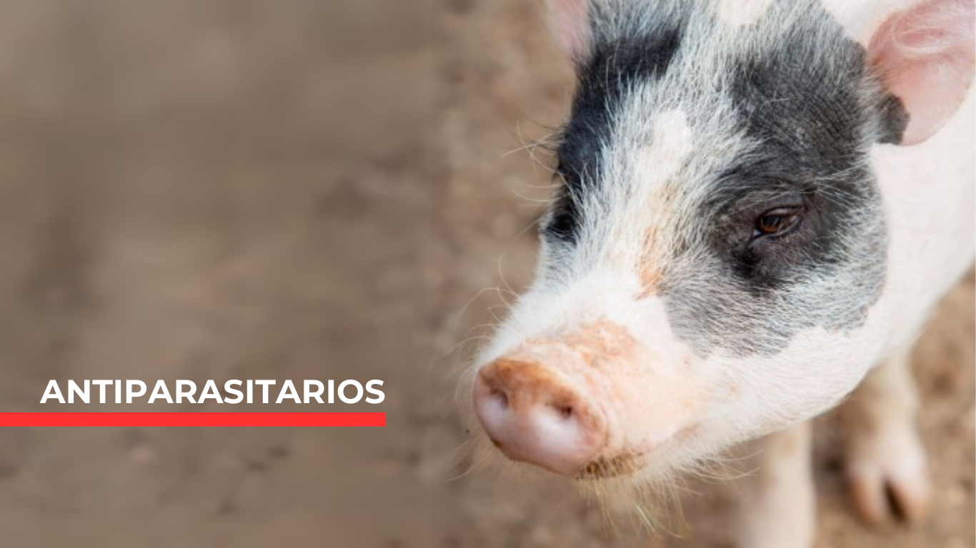 El Rol de los Antiparasitarios en el Crecimiento de Porcinos