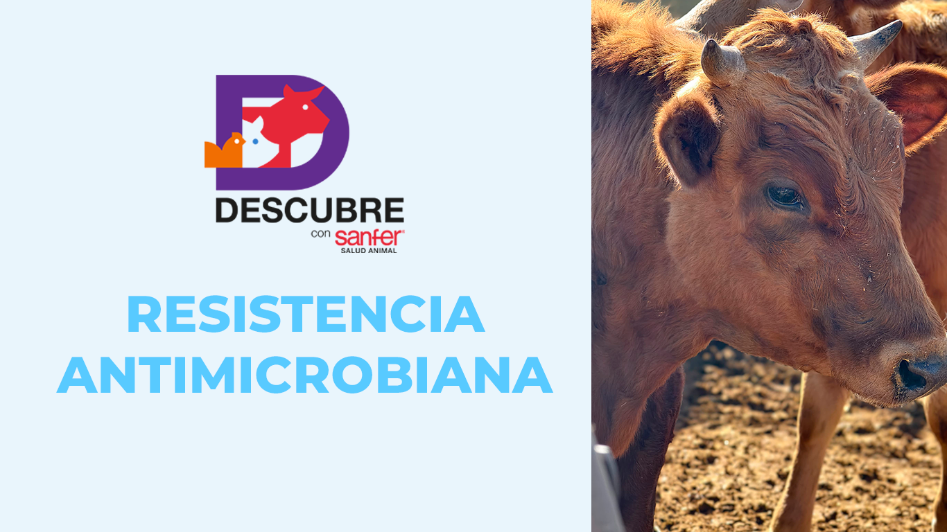 La resistencia antimicrobiana en el sector ganadero