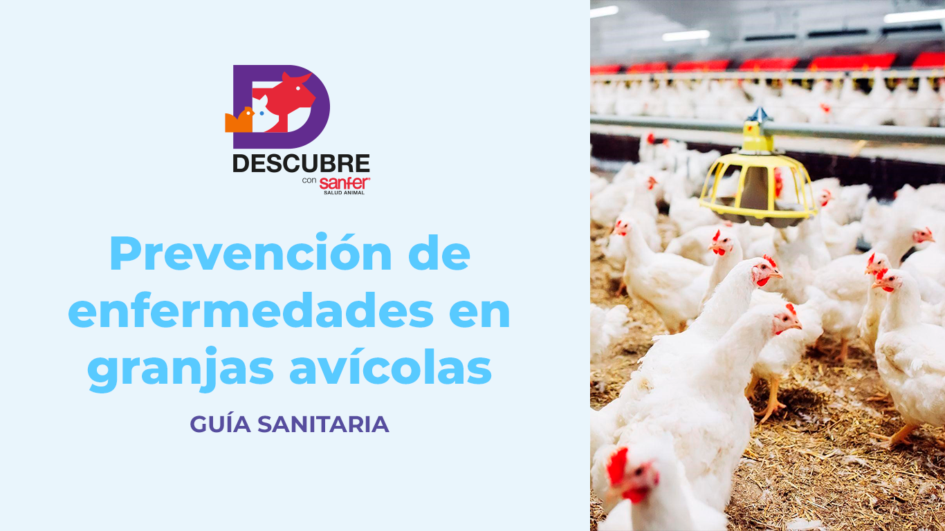 Prevención de Enfermedades en Granjas Avícolas: Guía Sanitaria