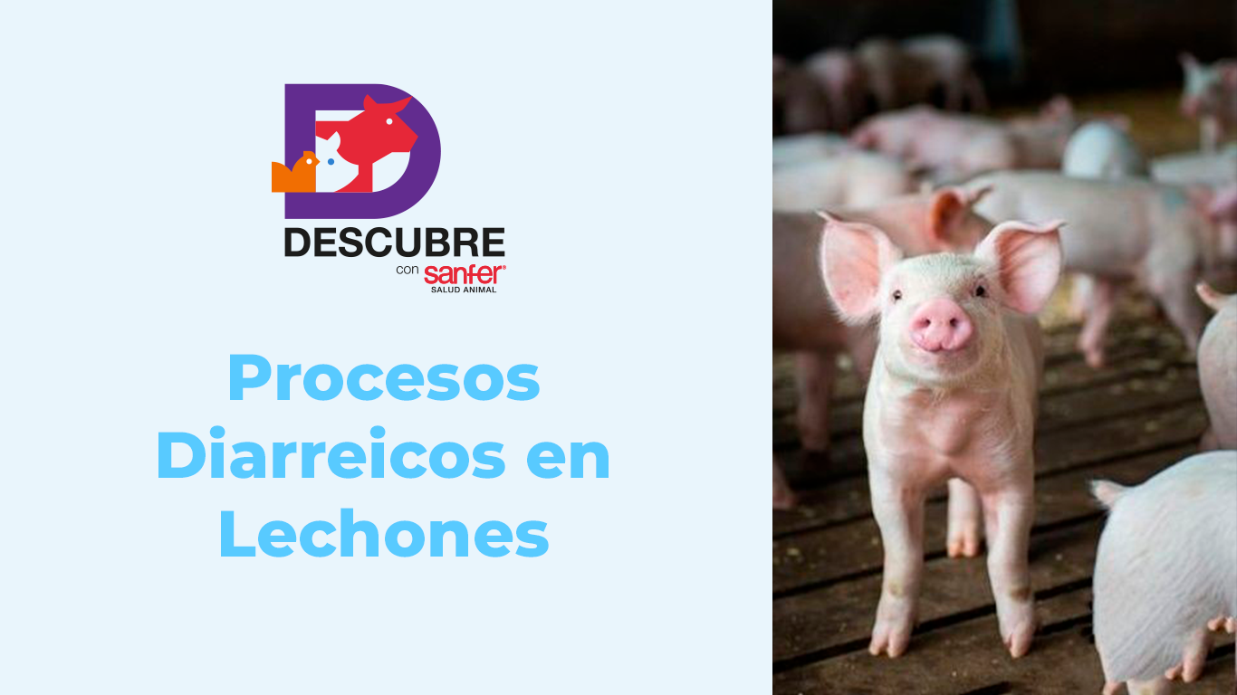 Protege tu granja de la rotavirosis porcina