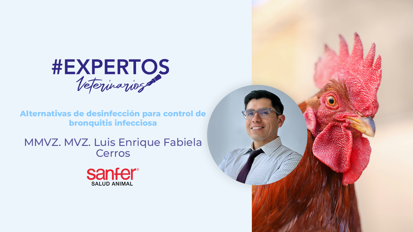 Alternativas de desinfección para control de bronquitis infecciosa