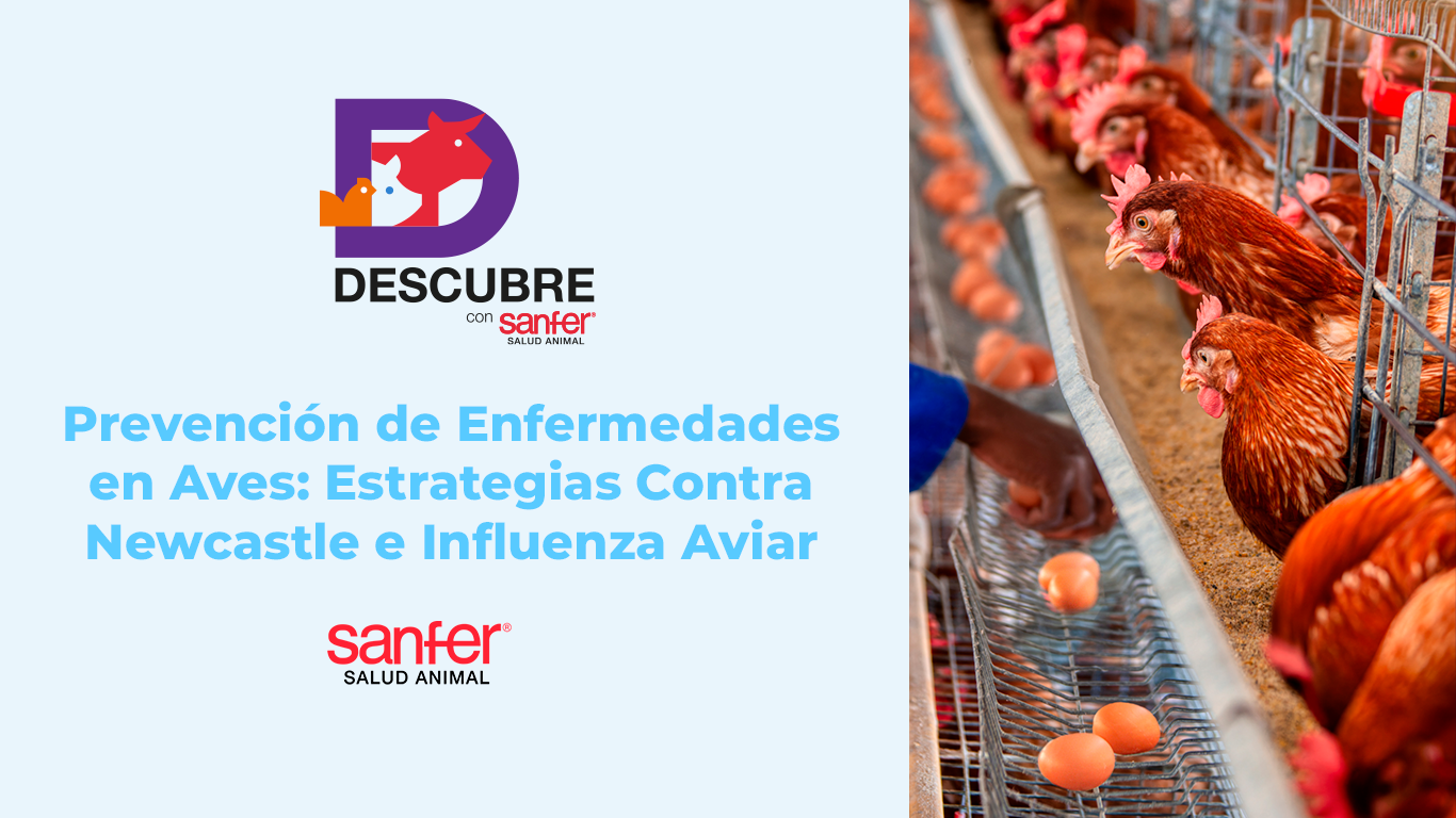 Prevención de Enfermedades en Aves: Estrategias Contra Newcastle e Influenza Aviar H5N2