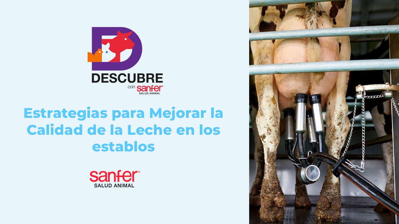 Estrategias para Mejorar la Calidad de la Leche en los establos.