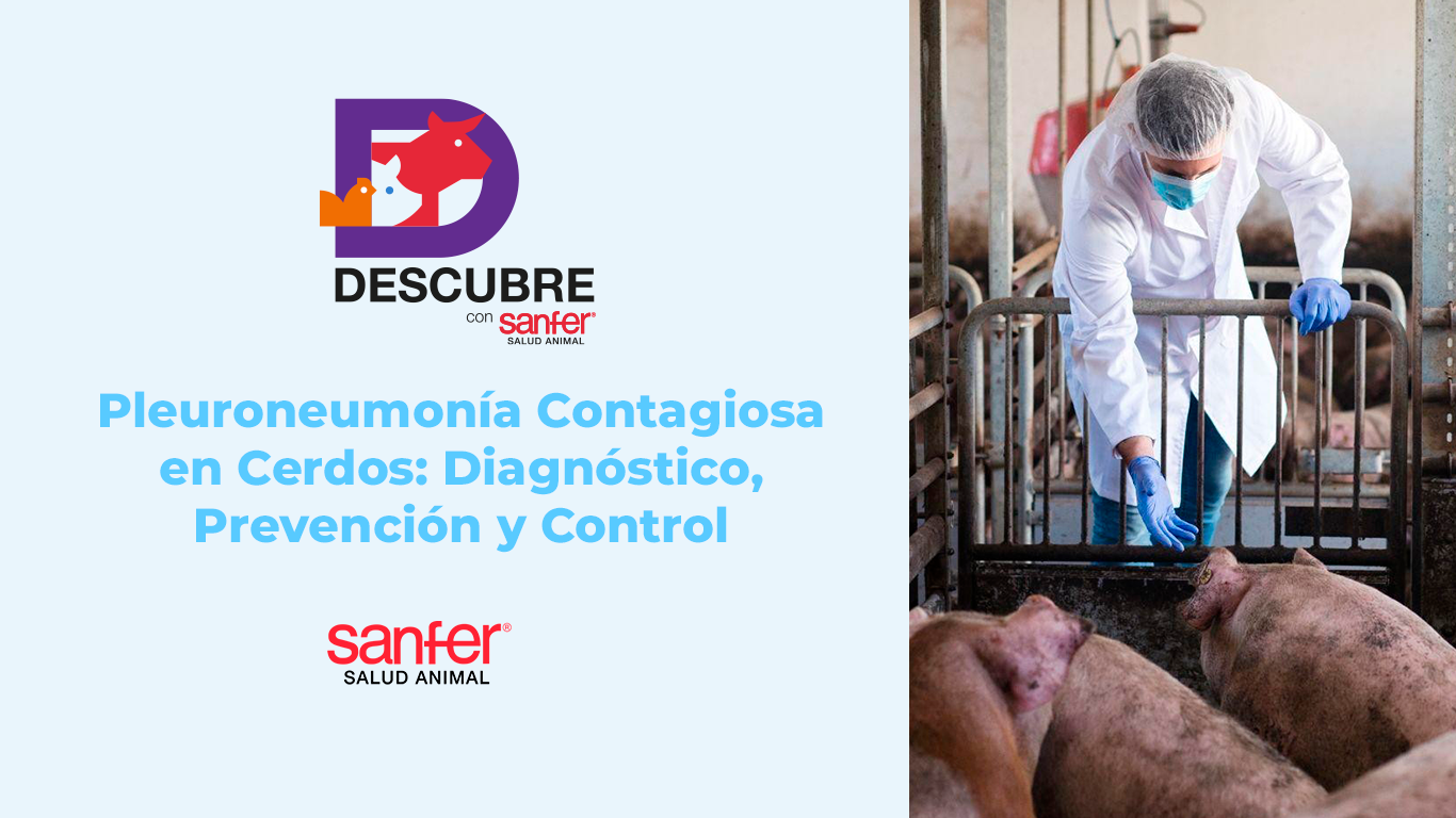 Pleuroneumonía Contagiosa en Cerdos: Diagnóstico, Prevención y Control