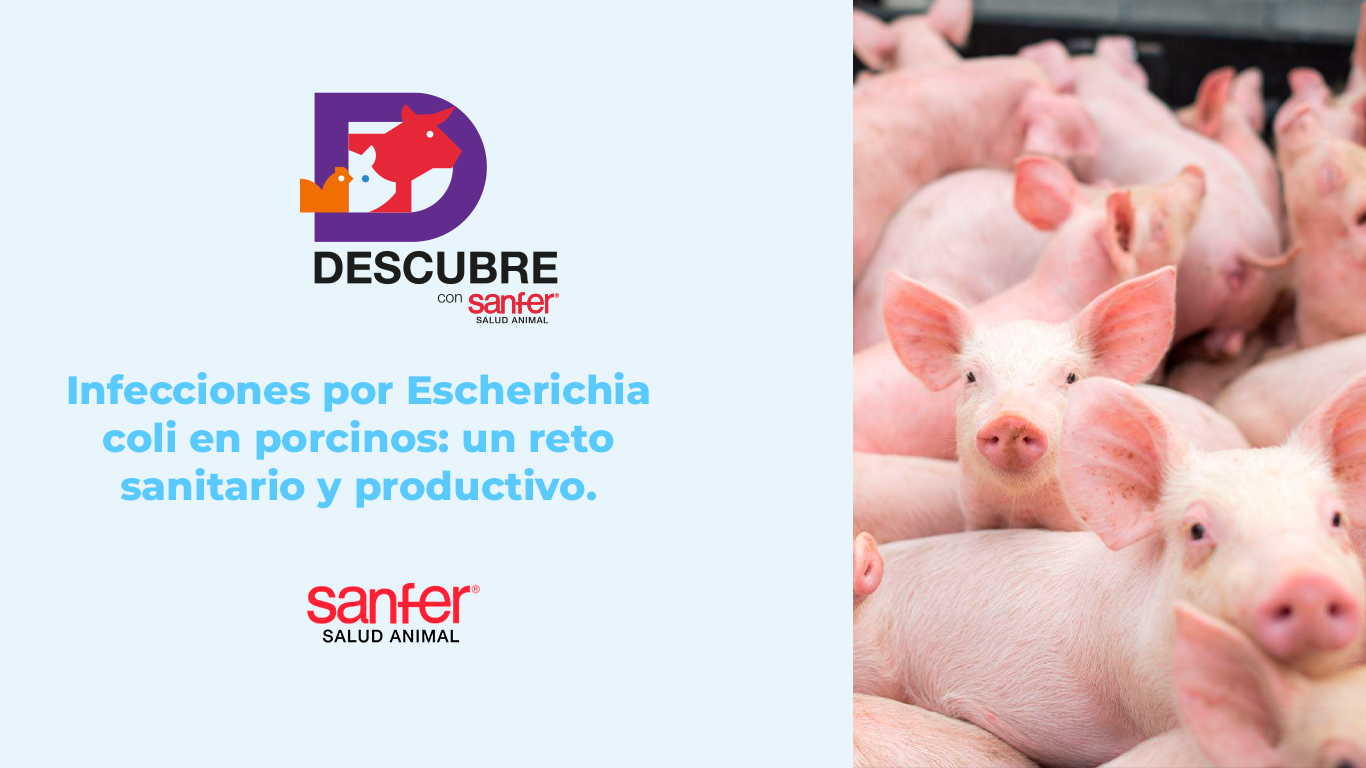 Infecciones por Escherichia coli en porcinos: un reto sanitario y productivo.