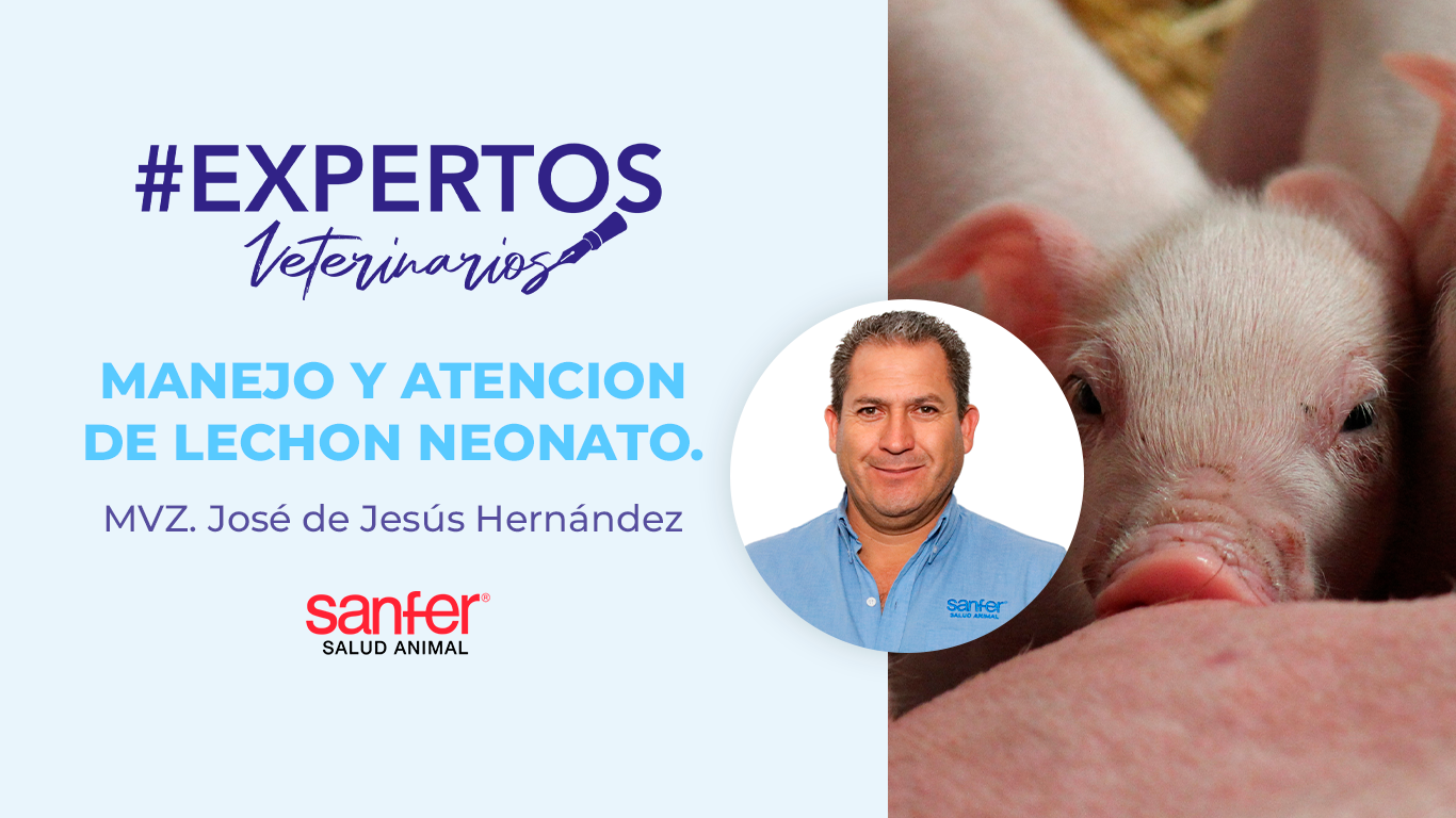 MANEJO Y ATENCION DE LECHON NEONATO.