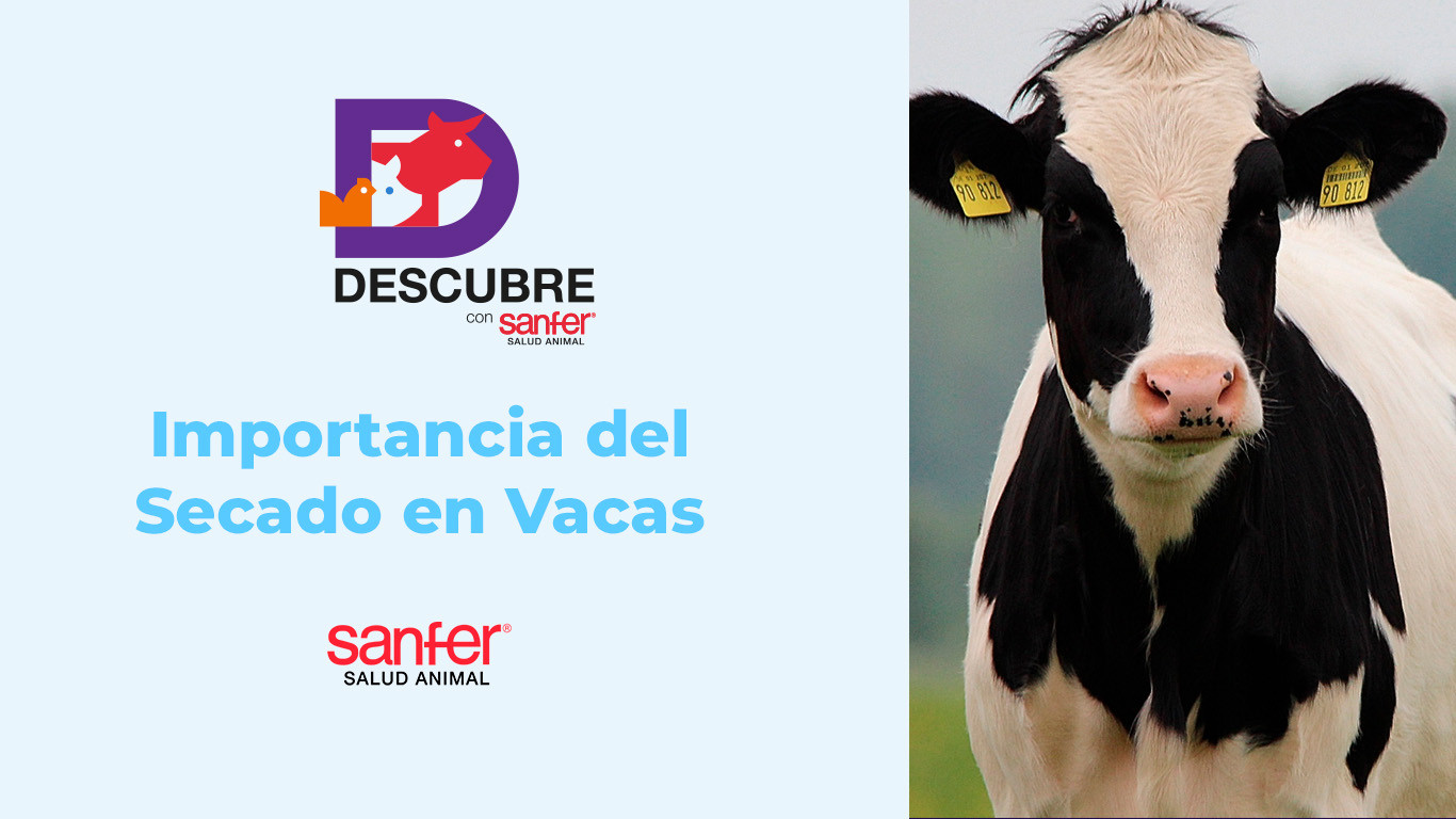 Importancia del Secado en Vacas Lecheras