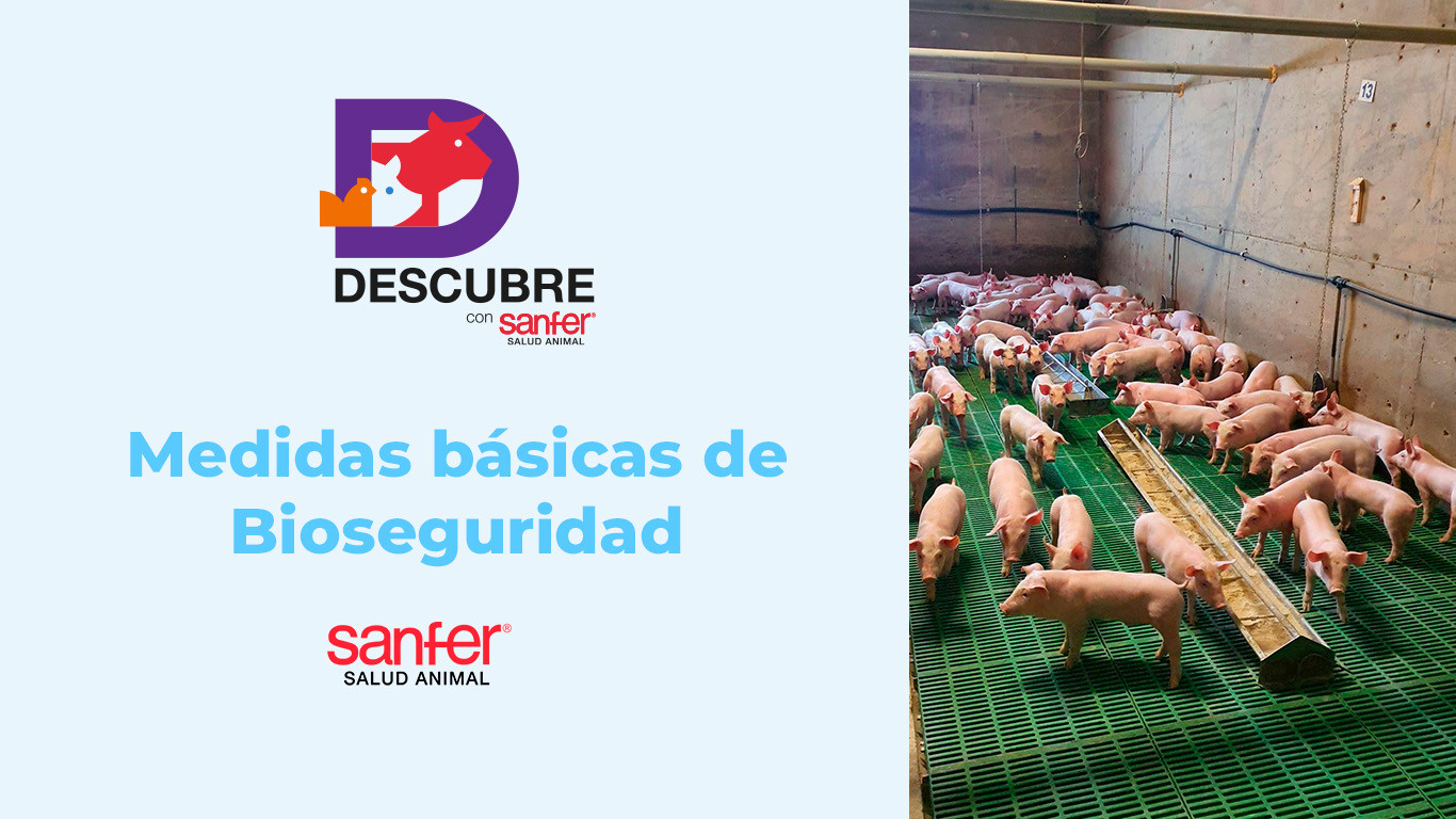 Medidas básicas de Bioseguridad en granjas porcinas.
