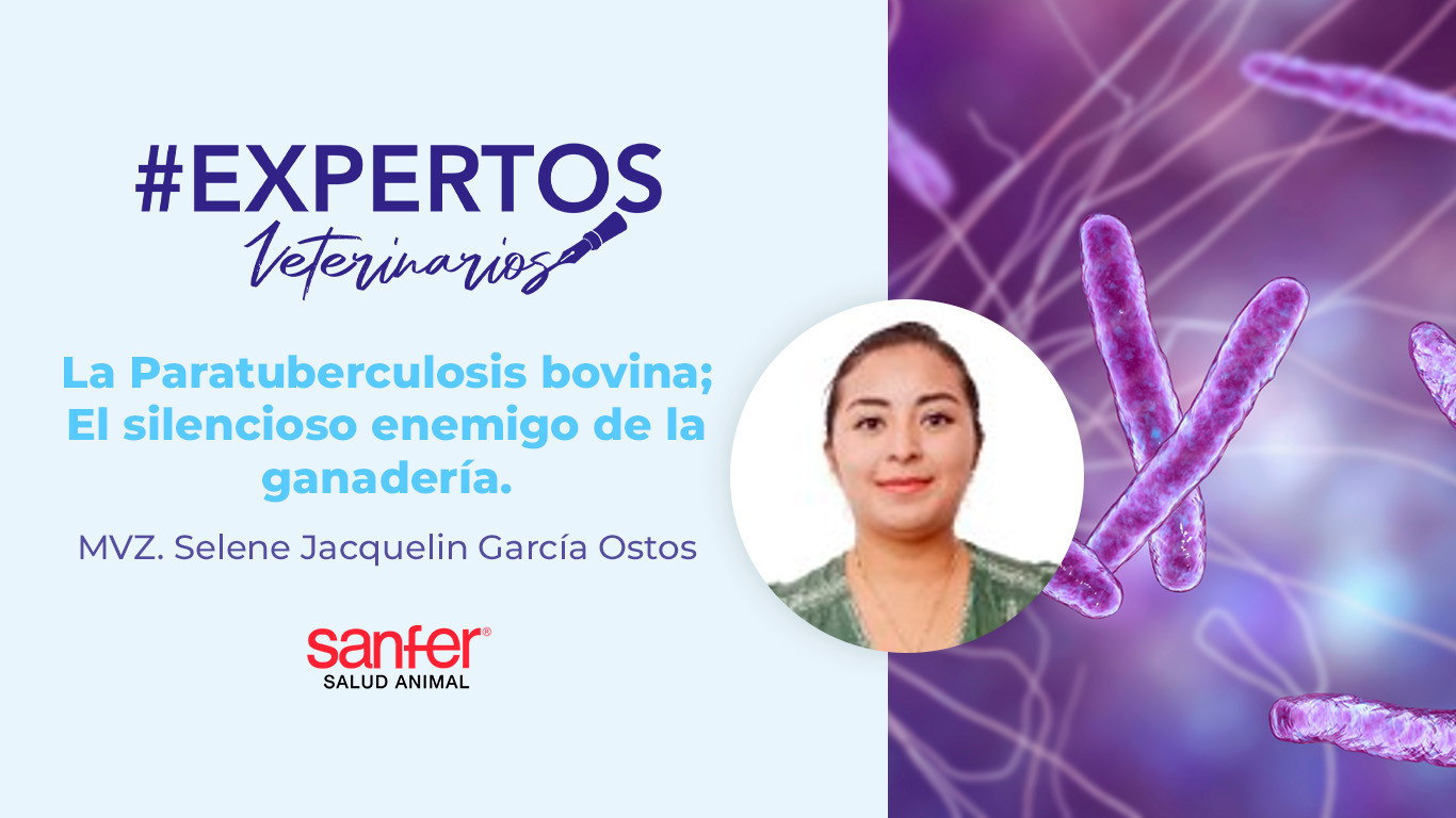 La Paratuberculosis bovina; El silencioso enemigo de la ganadería.