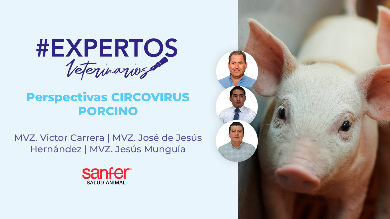 Perspectivas CIRCOVIRUS PORCINO