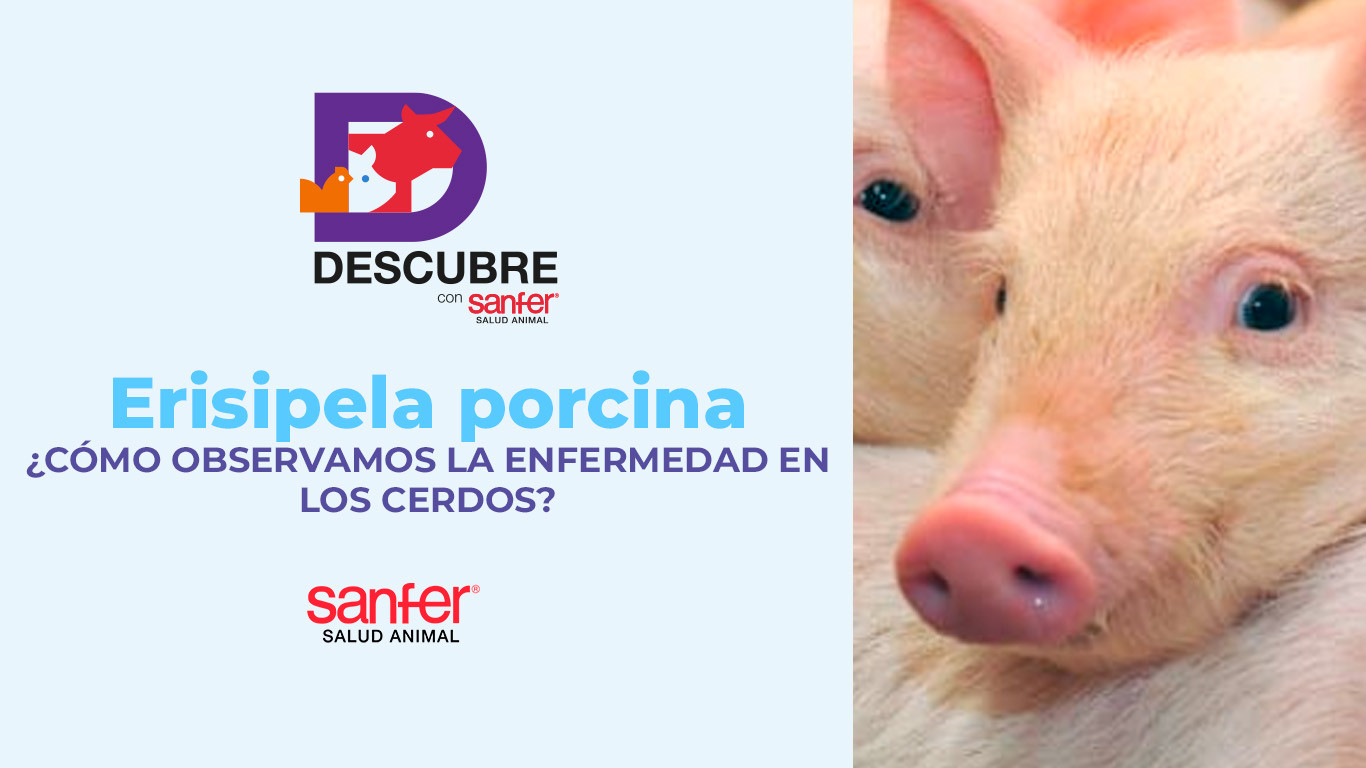 Erisipela porcina ¿cómo observamos la enfermedad en los cerdos?