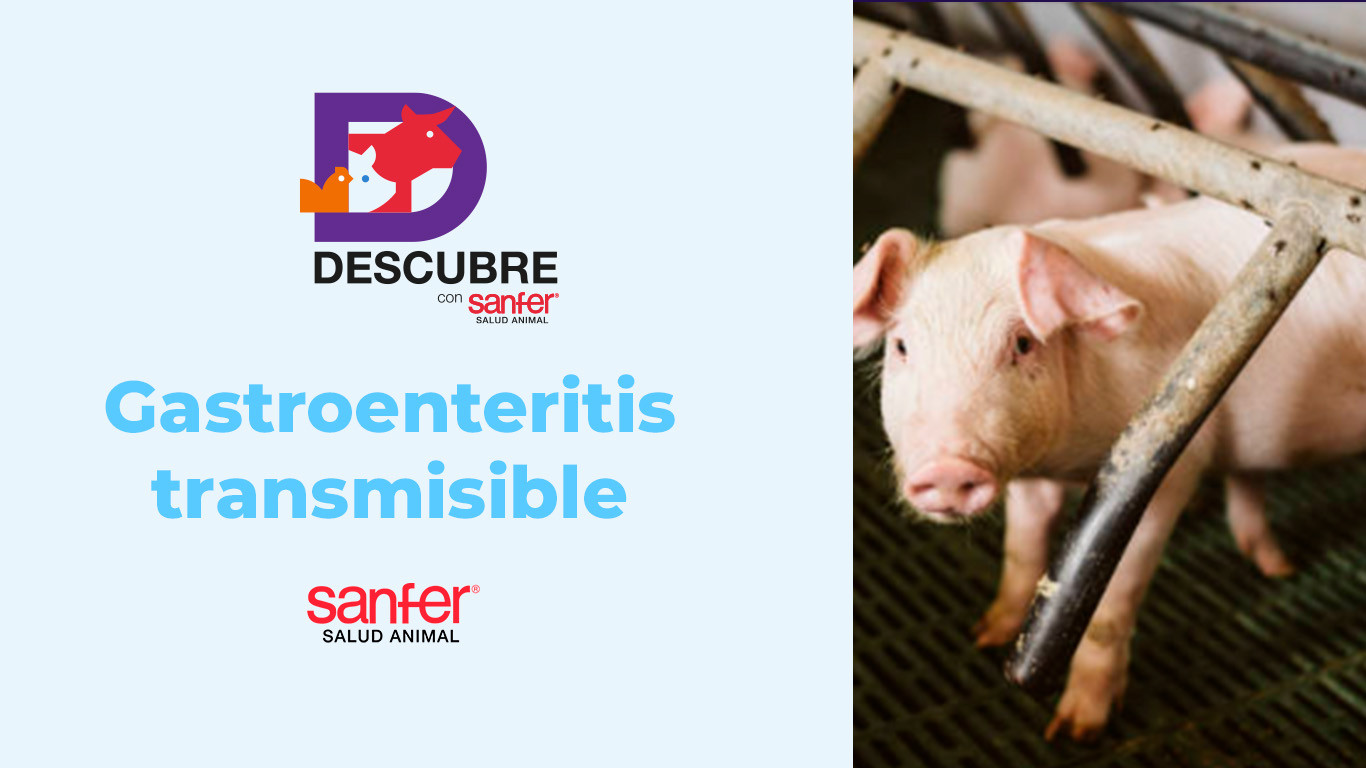 Gastroenteritis transmisible: ¿Cómo evitar brotes en lechones lactantes?