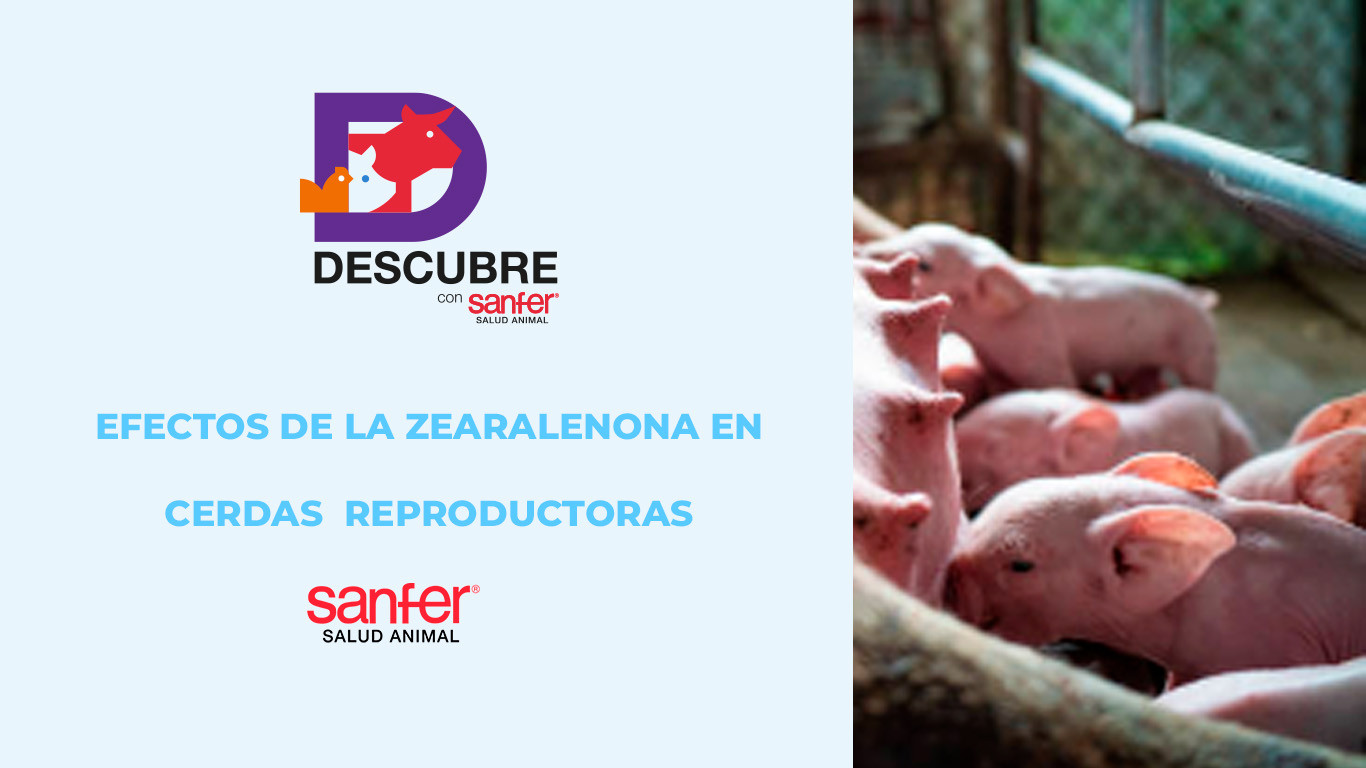 Efectos de la zearalenona en cerdas reproductoras: riesgos y prevención con Zeotek®