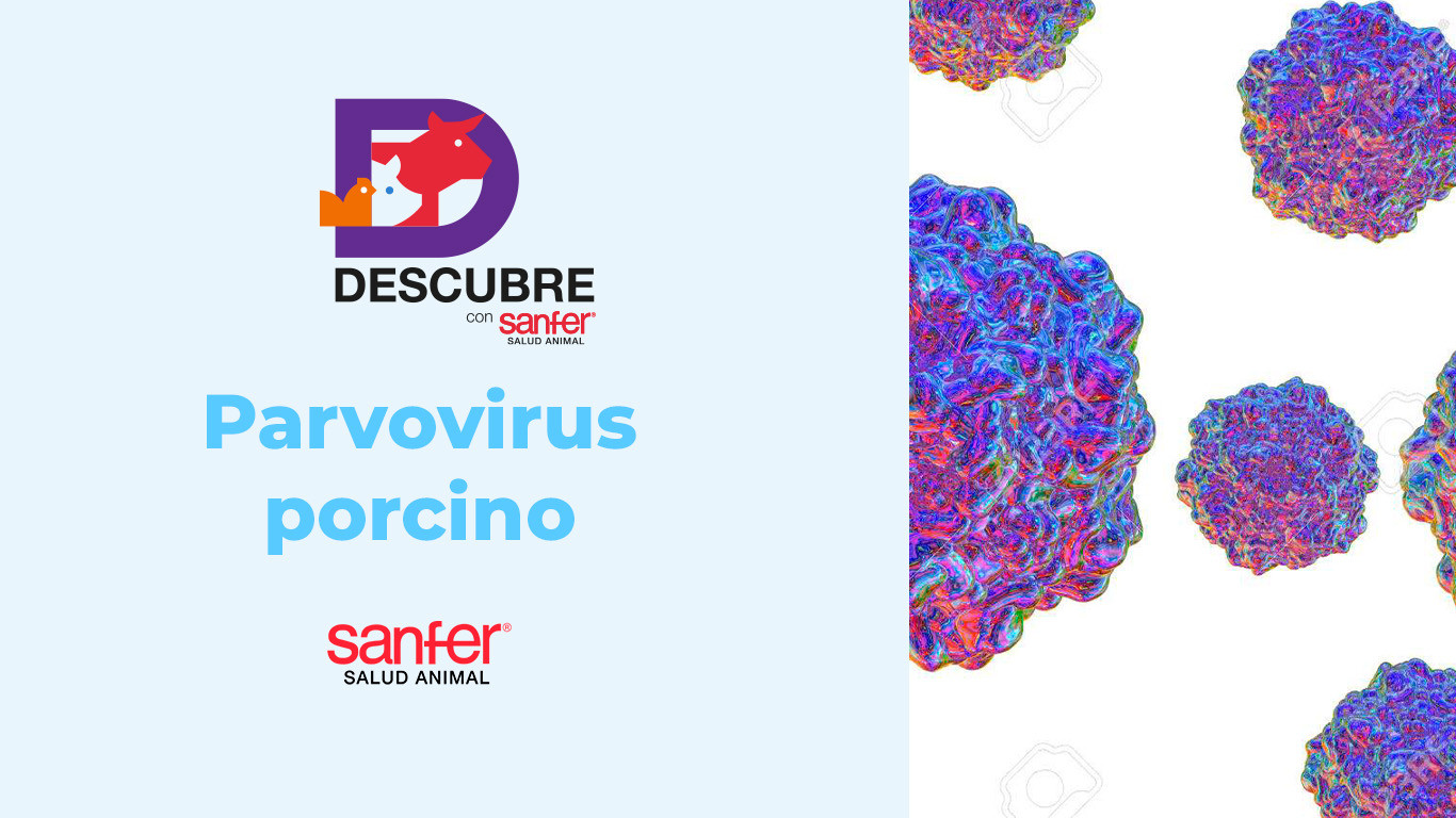 Parvovirus porcino y su impacto en cerdas reproductoras