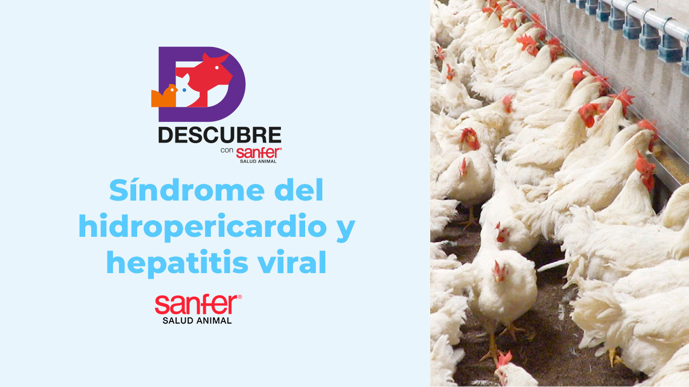 Síndrome de hidropericardio y hepatitis viral: desafíos actuales y el papel de EMULMAX en la prevención.