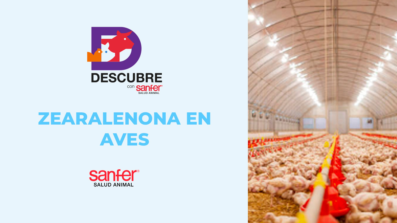 Zearalenona en aves: Impacto reproductivo y estrategias de prevención