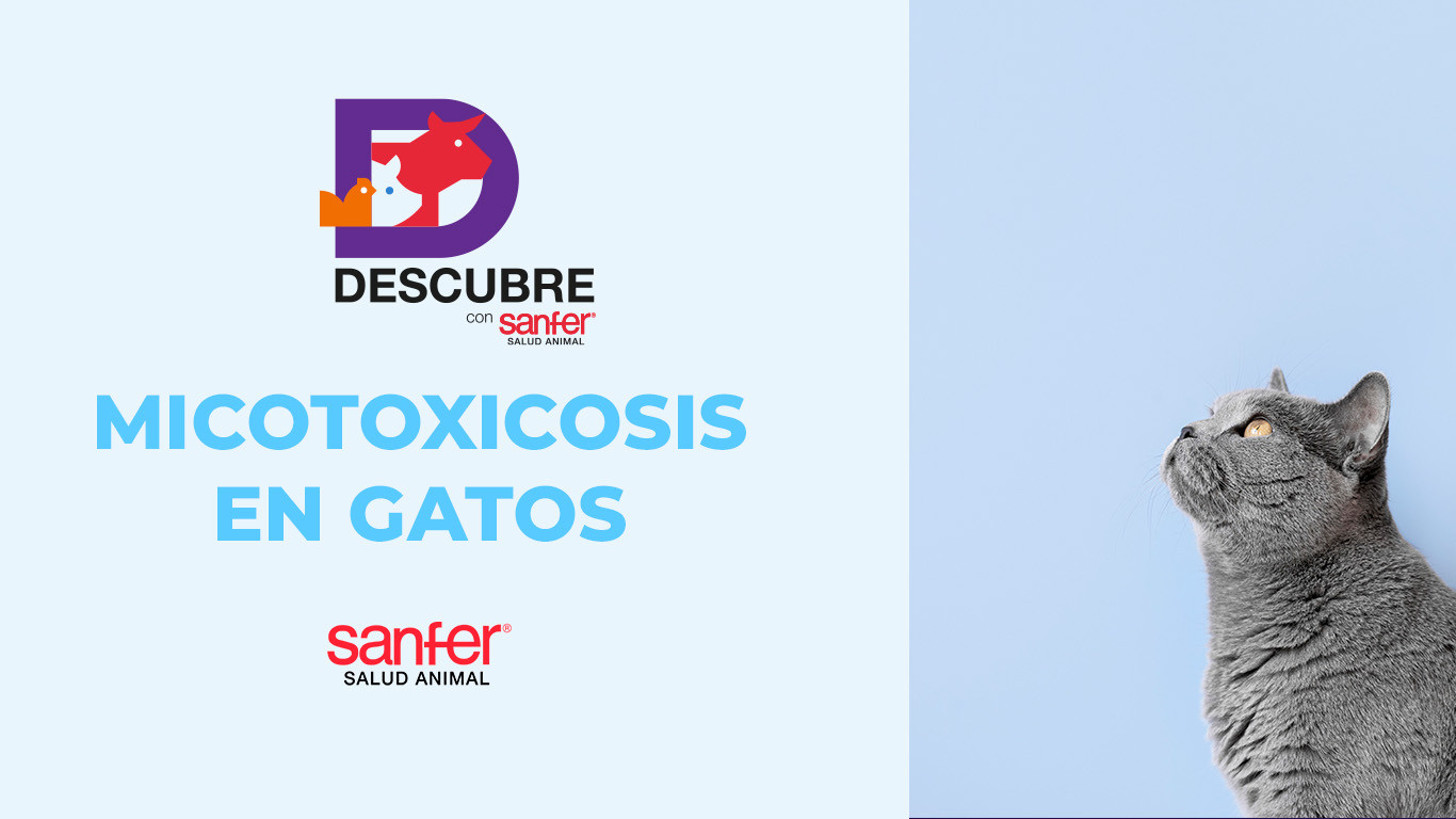 Micotoxicosis en gatos: un problema de salud al consumir alimentos contaminados con micotoxinas.